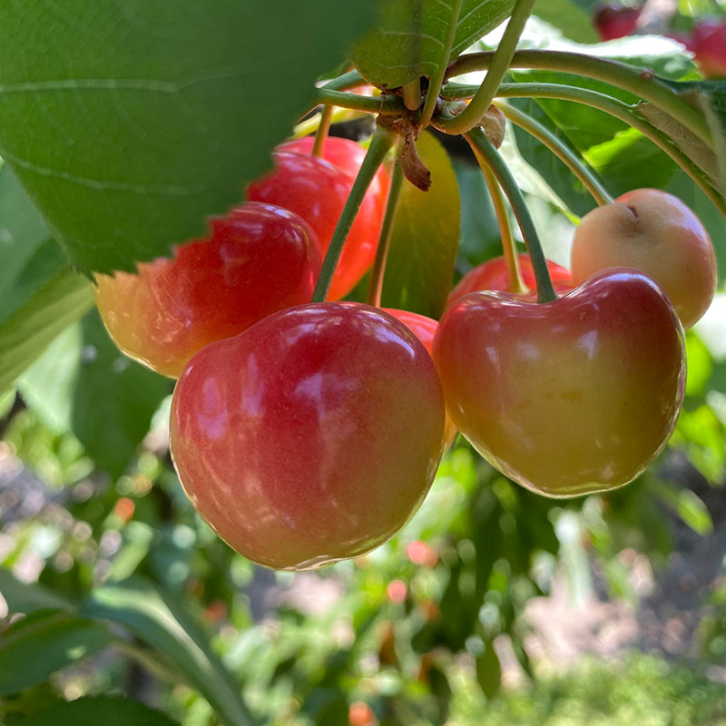 Rainier: La Reina Clara