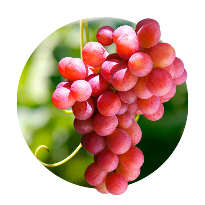 Uvas de mesa