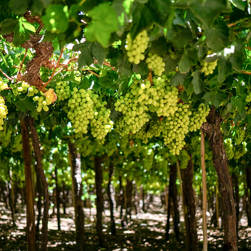 Zonas Uvas de mesa