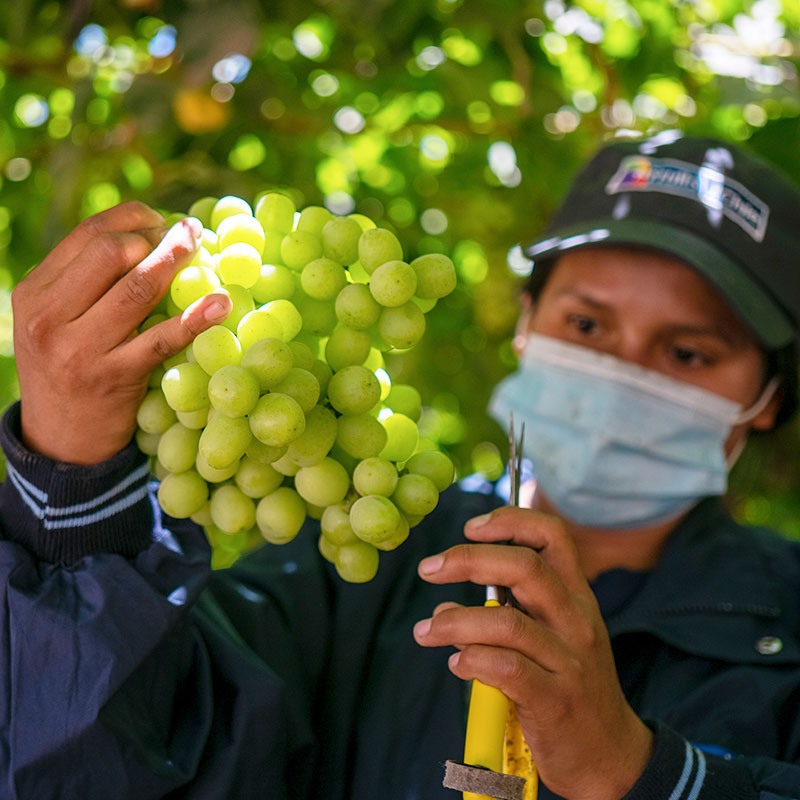 Certificaciones ejemplo de título largo que siempre estará en el círculo