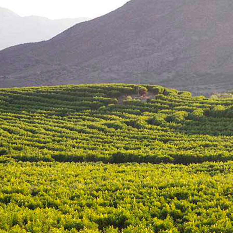 Agrícola La Campana